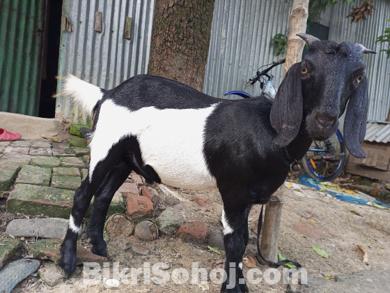 দেশি জাতের খাশি